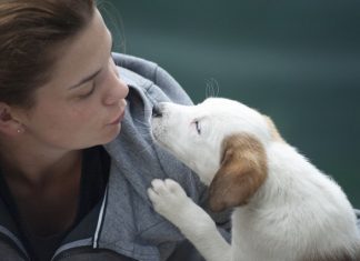 Dog, Dog Care Routine